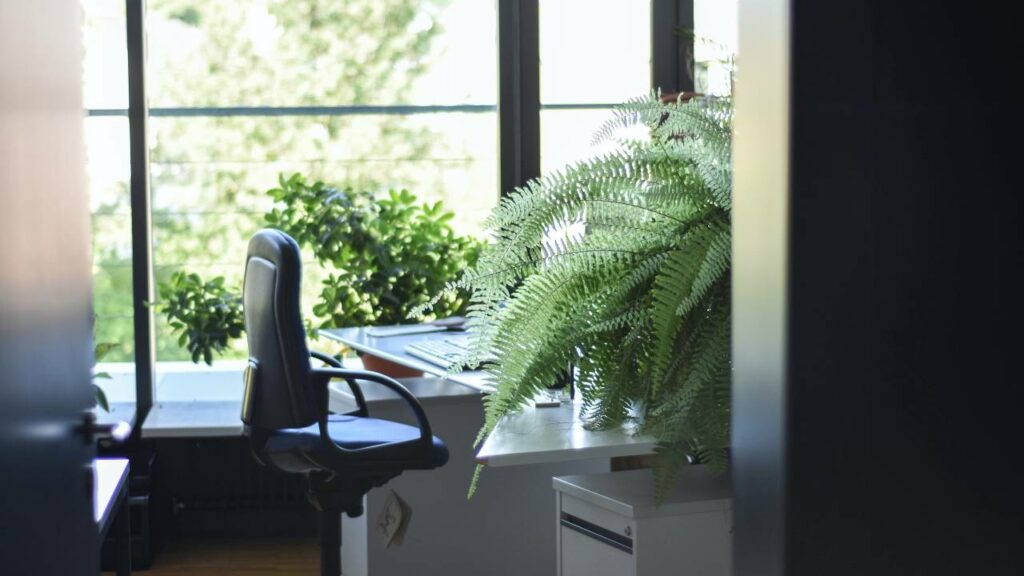 An office desk with a chair and big green plant